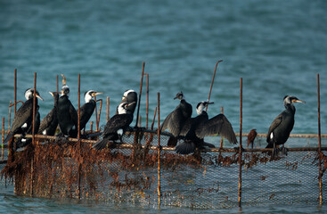 Great Cormorants in breeding plumage perched on fishing net at Busaiteen coast of Bahrain