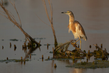 Portrait of a Squacco Heron at Asker marsh, Bahrain