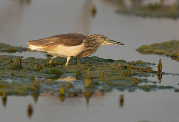 Squacco Heron alert for fishing at Asker marsh, Bahrain