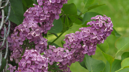 purple lilac. lilac flowers wallpaper