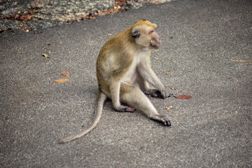 Close up photo of monkey sitting