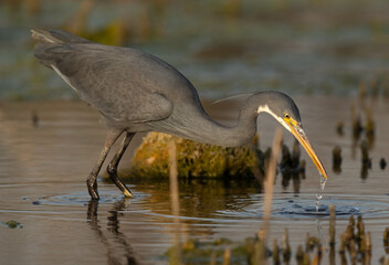 Western reef heron fishing at Asker marsh, Bahrain