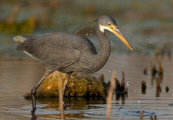 Western reef egret fishing at Asker marsh, Bahrain