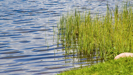 Grass coming out of lake shore in Jyväskylä lake Finland