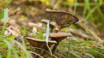 Many Wild Mushrooms on forest floor - jyväskylä, Finland
