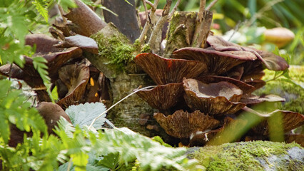 Wild Mushrooms coming from tree trunk on forest floor - jyväskylä, Finland