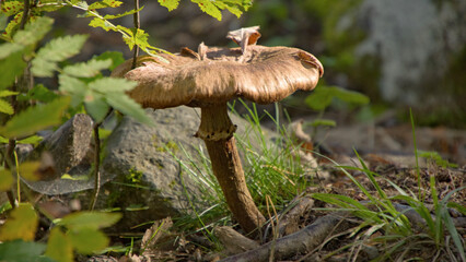 Large Wild Brown Mushroom on forest floor - jyv&auml;skyl&auml;, Finland