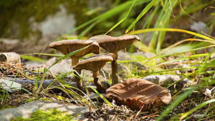Light shining through to brown Wild Mushrooms on forest floor - jyväskylä, Finland