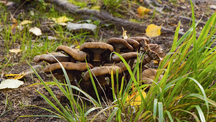 Bunch of Wild brown Mushrooms on forest floor - jyväskylä, Finland
