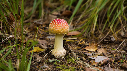 small Wild Amanita Muscaria Mushroom on forest floor - jyväskylä, Finland