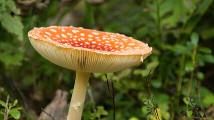 Wild Amanita Muscaria Mushrooms on forest floor - jyväskylä, Finland