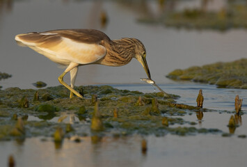 Squacco Heron with a fish catch at Asker marsh, Bahrain