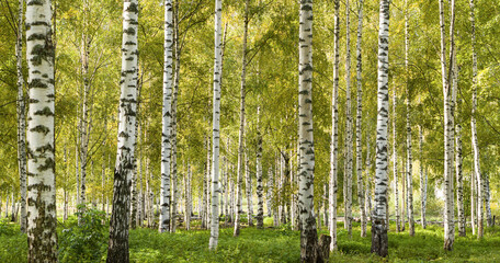 Birch Tree forest and grass in Jyväskylä, Finland