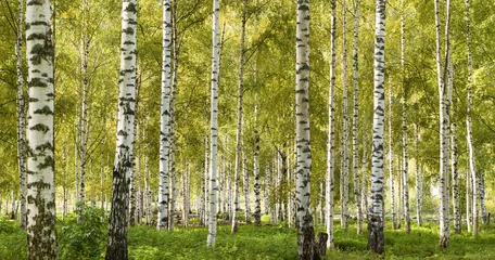 Fotobehang Birch Tree forest and grass in Jyväskylä, Finland © Arian