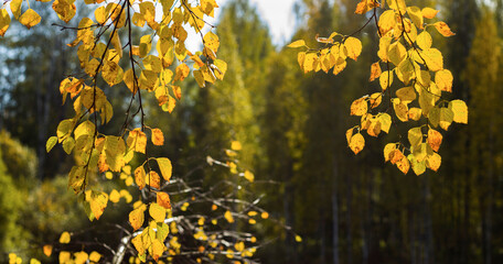 Yellow Leaves in finnish autumn -Jyväskylä, Finland 