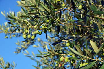 Branch of olive tree for production of extra virgin oil.