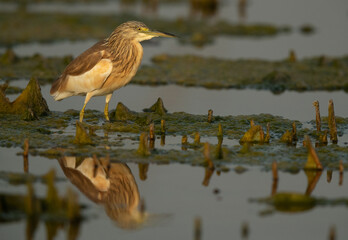 Closeup of a Squacco Heron at Asker marsh, Bahrain
