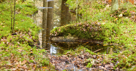Fototapeta premium Stream in forest floor in jyväskylä, Finland