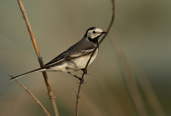 White wagtail perched on reed at Asker marsh,  Bahrain
