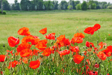 Campi di grano e papaveri nel Parco della Vettabbia, Milano