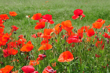Fototapeta premium Papaveri nel Parco della Vettabbia, Milano