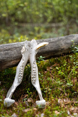 lower jaw of a boar with a broken tusk near a log