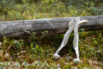 lower jaw of a boar with a broken tusk near a log