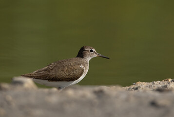 Common Sandpiper at Asker Marsh , Bahrain