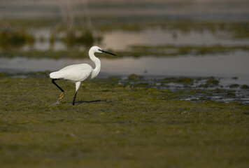 Little Egret at Asker marsh, Bahrain