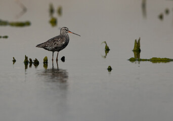 Spotted redshank in breeding plumage at Asker marsh, Bahrain