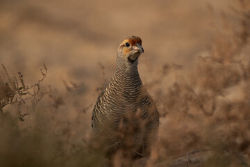 Portrait of a Grey francolin at Hamala, Bahrain