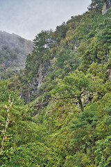 Obraz premium The magnificent inland of the island of Madeira, hiking, Laurisilva Nationalpark