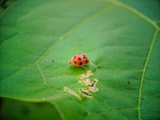 ladybug on leaf