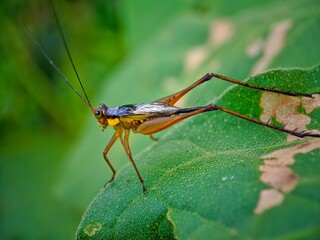 grasshopper on a leaf
