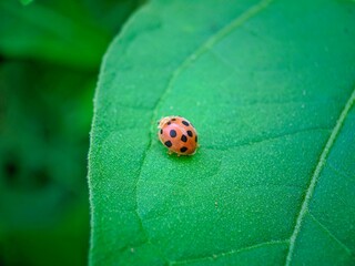 ladybug on leaf