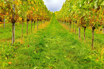 Fototapeta na wymiar The vineyards on the hills