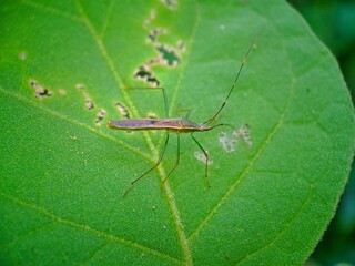Bug on leaf