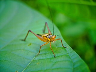 grasshopper on a leaf