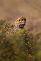 Closeup of a Grey francolin at Hamala, Bahrain