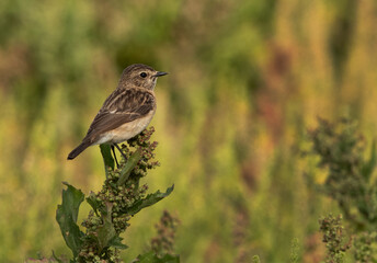 Stonechat perched on green at Hamala, Bahrain 