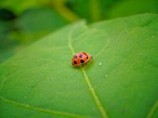 ladybug on green leaf