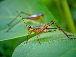 grasshopper on a leaf