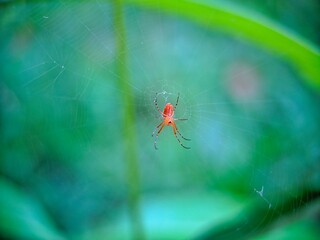 spider on a web