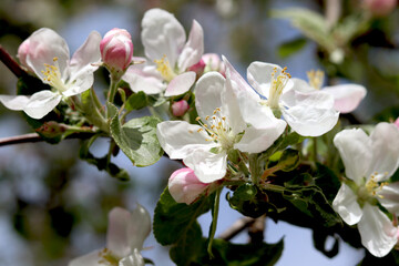 Fototapeta premium Blooming apple tree in spring. White beautiful flowers on a tree blooming in early spring, the background is blurred