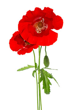 Red poppy flower isolated on a white background.