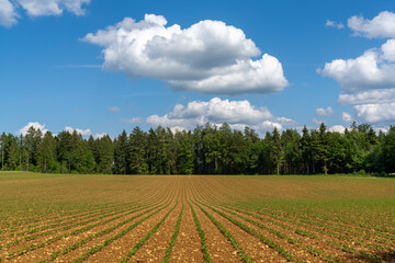 Fototapeta na wymiar view of a freshly planted farm field with green seedlings with forest in the background under a blue sky with white clouds