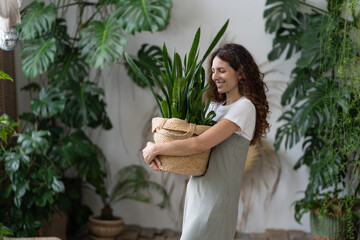 Plant care. Woman florist taking care about snake plant in home garden, holding Sansevieria houseplant in wicker planter and touching green leaves while standing in greenhouse, selective focus