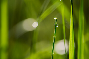 Grass with a drop of water. Morning. Kazakhstan.