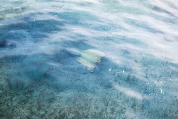 Naklejka premium Bluespotted ribbontail ray, Taeniura lymma, fish in the Egypt Red Sea