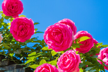 Fototapete bei efototapeten.de bestellen   